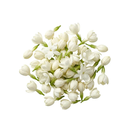 Jasmin