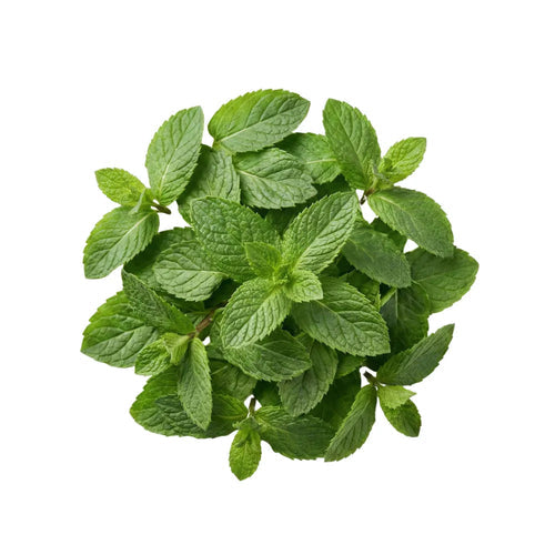 Menthe