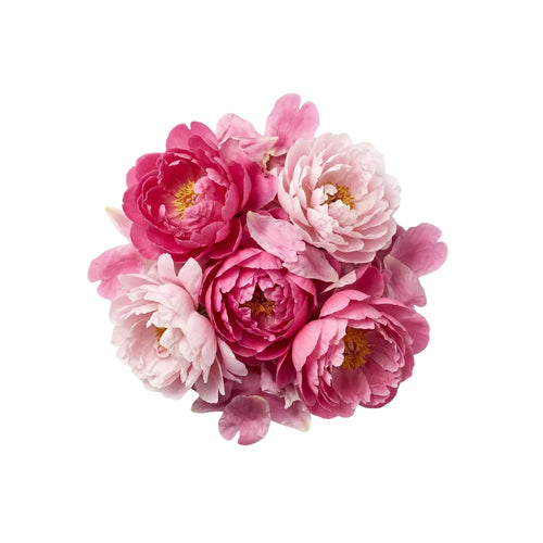 Pivoine